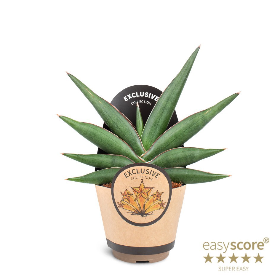 SANSEVIERIA EHRENBERGII 'SAMURAI DWARF', D 11