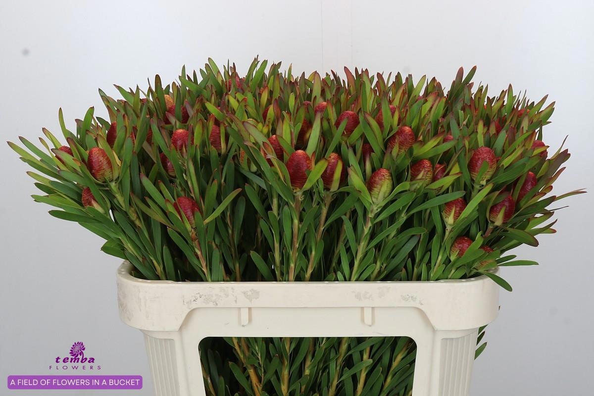 Леукадендрон Черри Перл 70, шт.