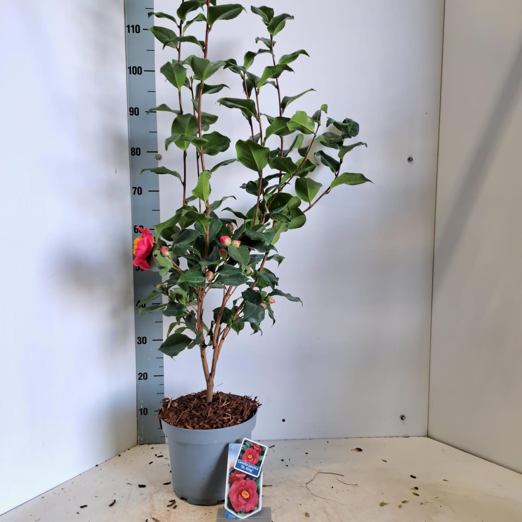 Camellia japonica 'Dr King', D 23