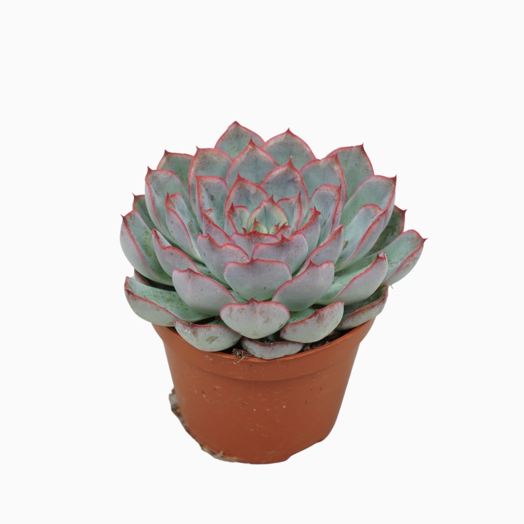 Echeveria hercules 8,5 cm, D 8,5 cm
