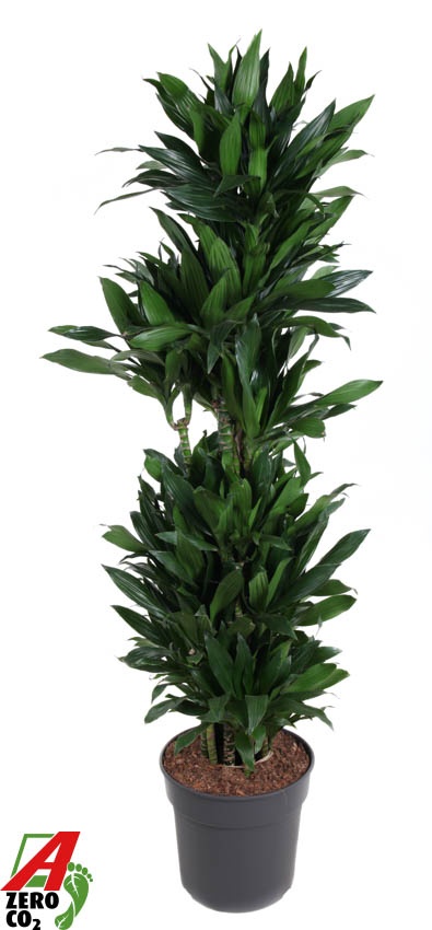 Dracaena Green Jewel vertakt P34, D 34