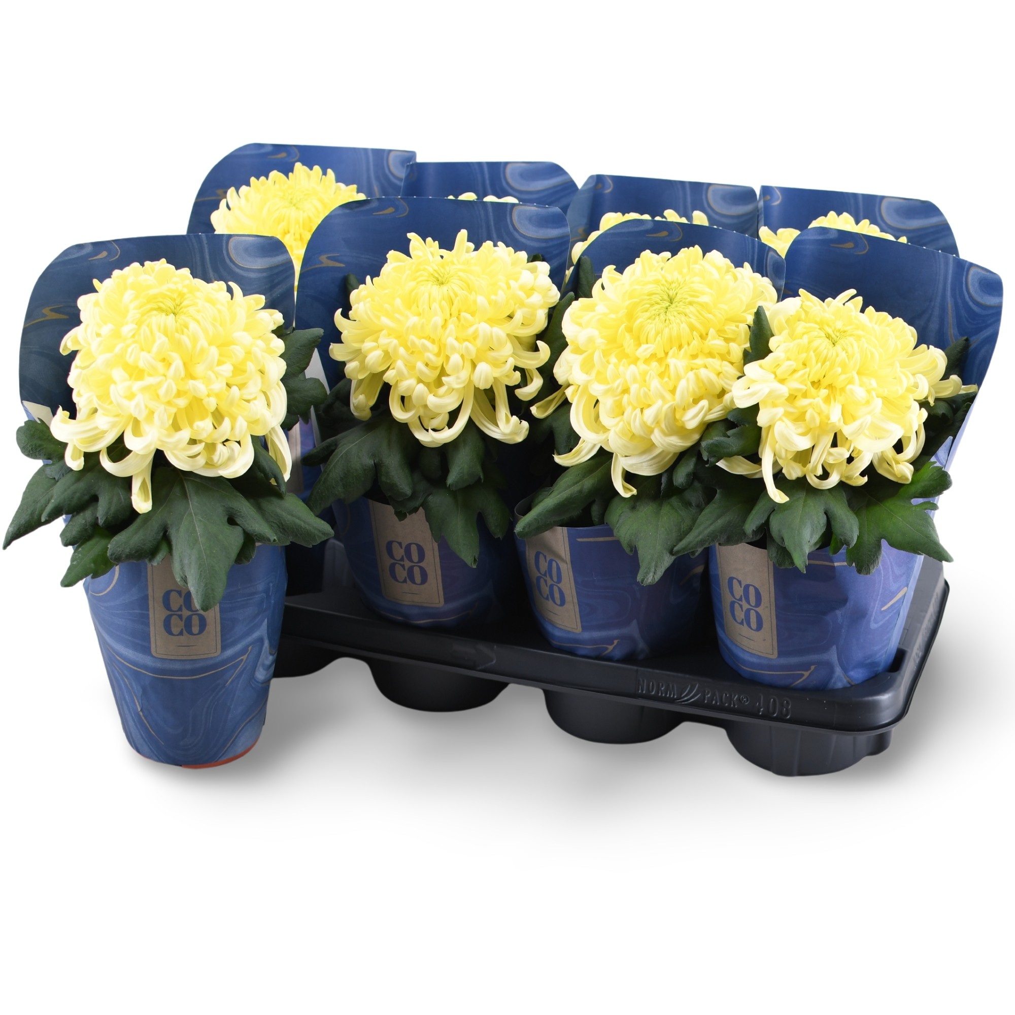 Chrysanne CoCo Cream, D 13 cm