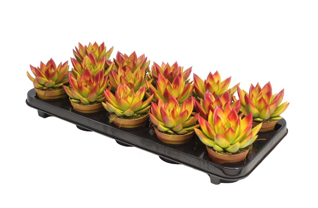 Miranda bicoloured yellow/red, D 8,5