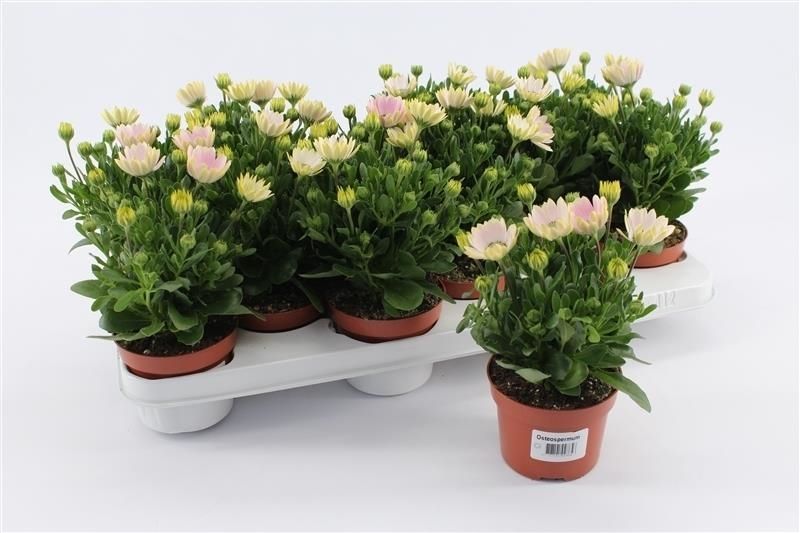 Osteospermum Soft Pink, D 10,5