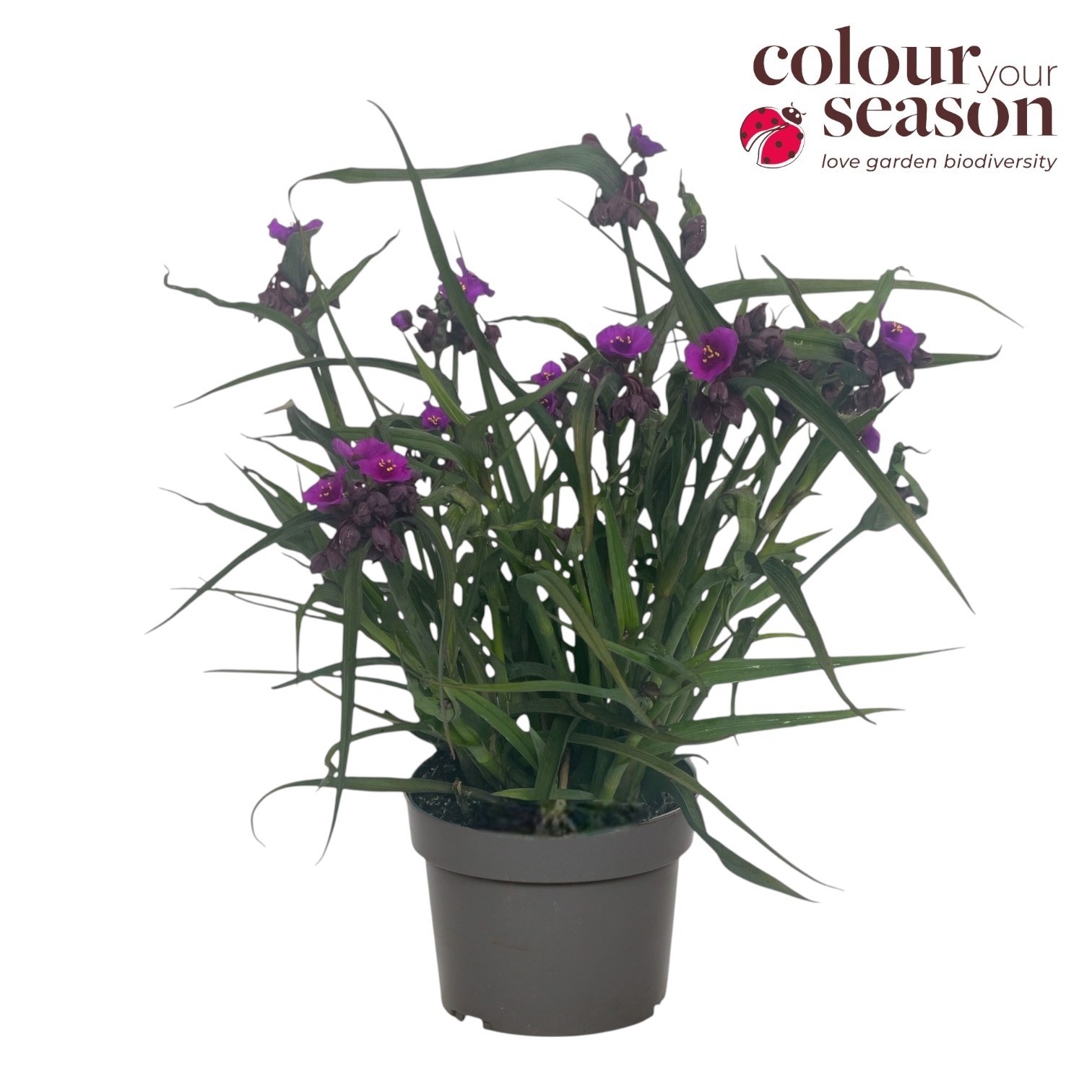 Tradescantia JS Brainstrom P19, D 19