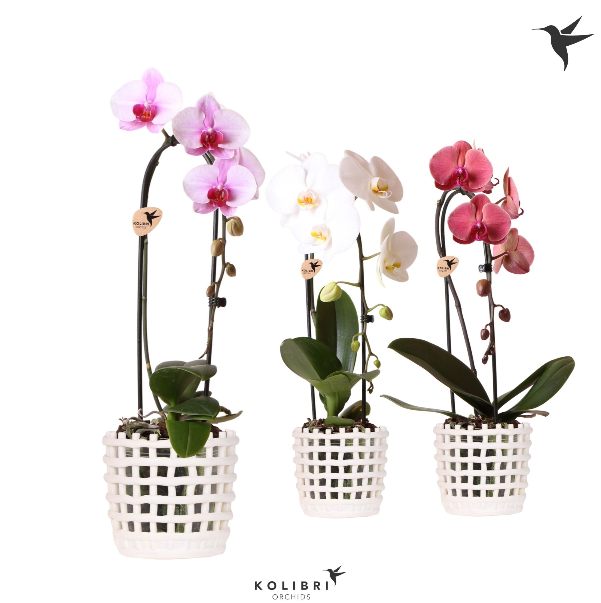 Kolibri Orchids Cascade Niagara Fall mix 1 spike in Mesh pot white, D 12