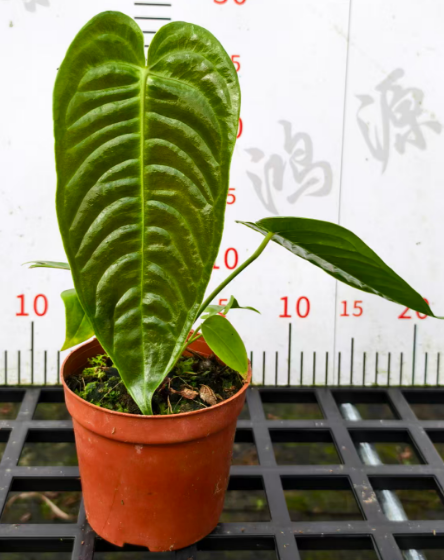 Антуриум Фламинго Кинг лиф ленгт 20 11 27-30 11 27