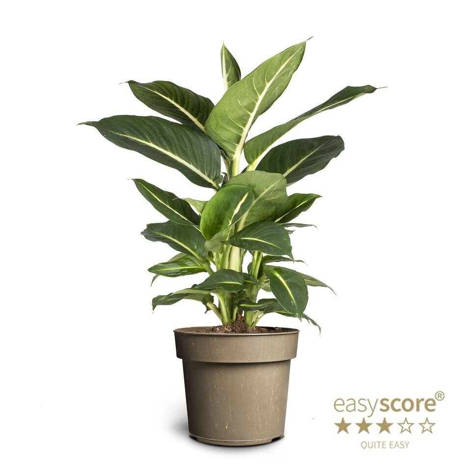 DIEFFENBACHIA MACULATA 'GREEN MAGIC', D 17 cm