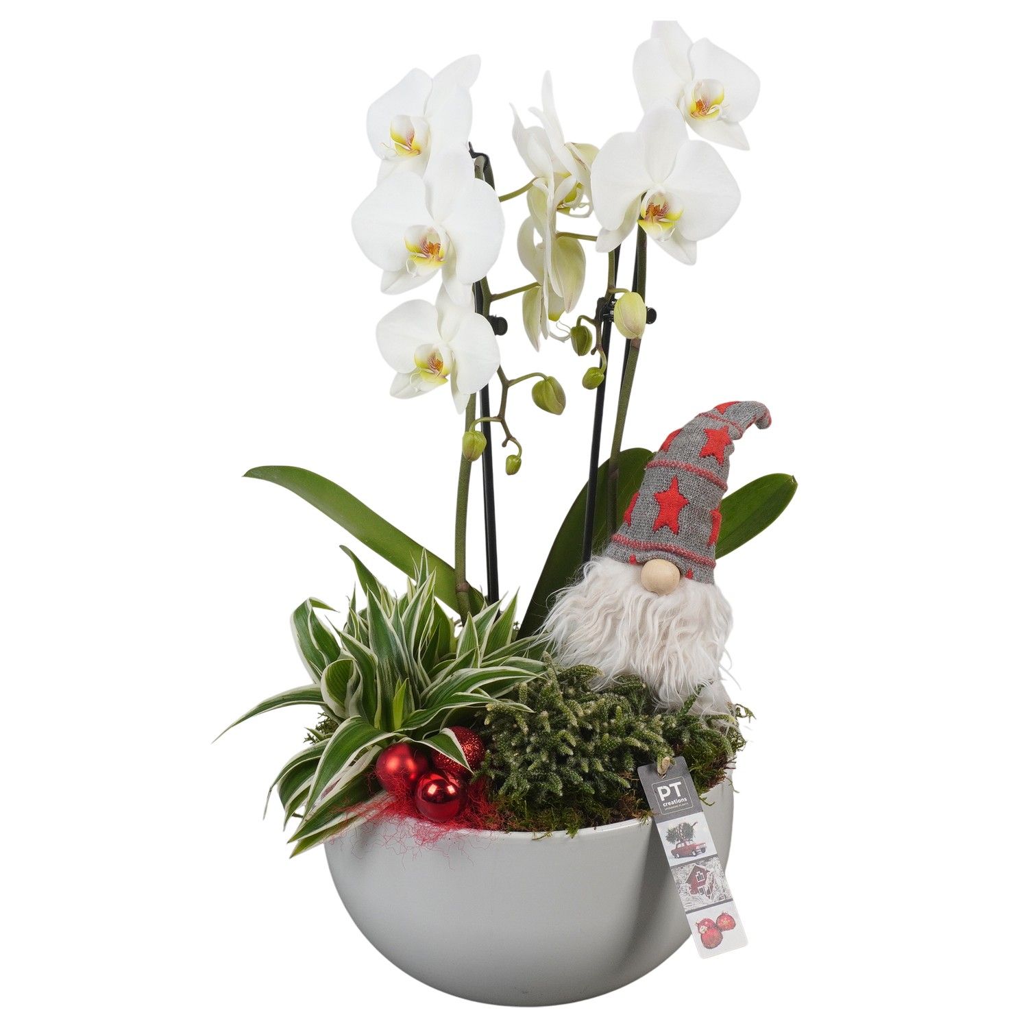 PTCHR7252 Arrangement Christmas Red in keramiek schaal, D 26 cm