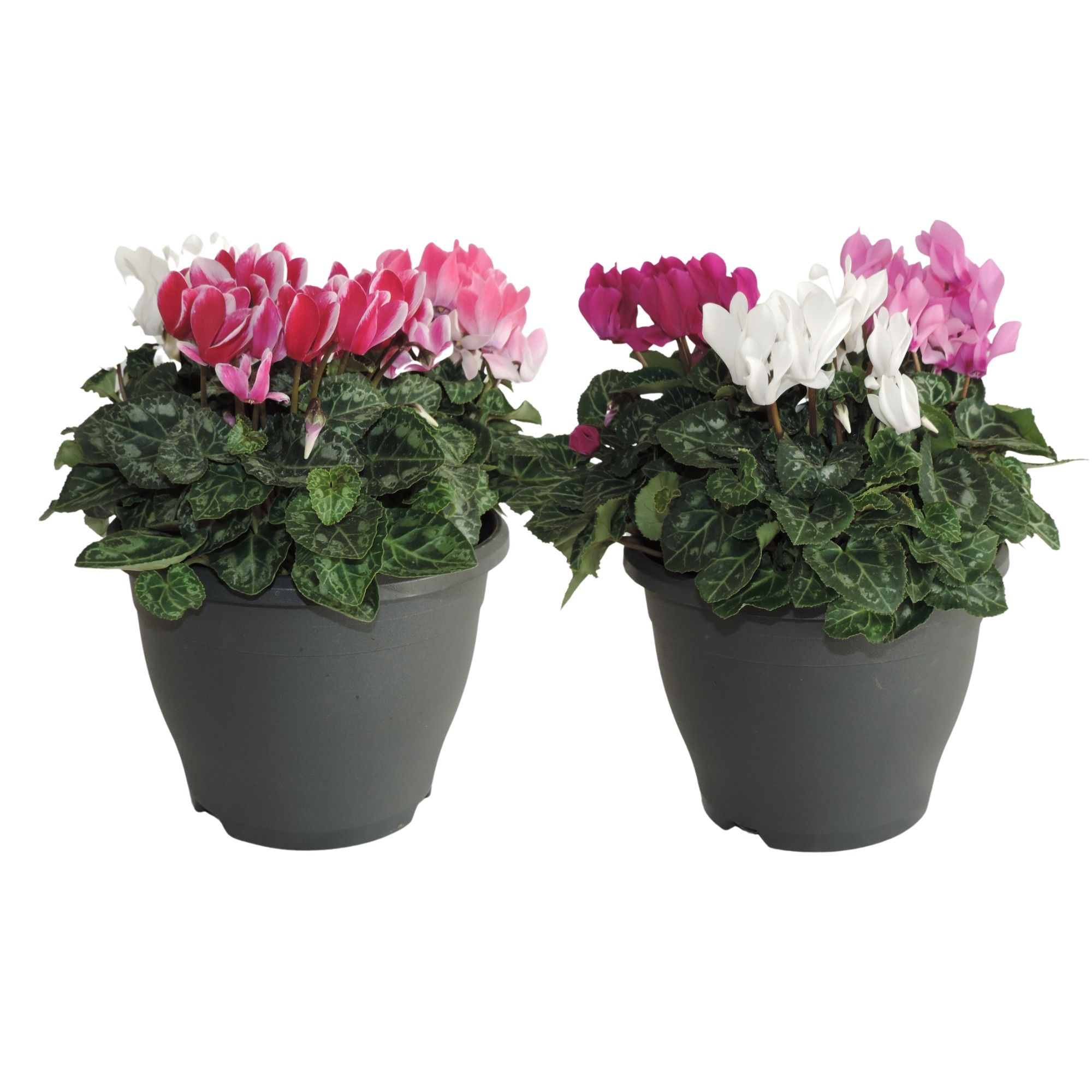 Cyclamen Super Serie Carnaval Patiopot 19 cm, D 19