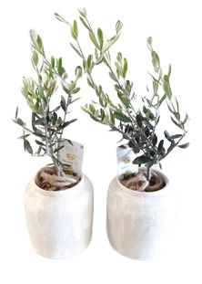 RWP16OLE Rude white pot Olea Europaea Bush, D 16