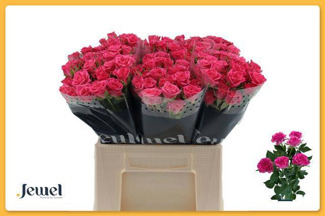 Роза куст. Лианне 40, шт.