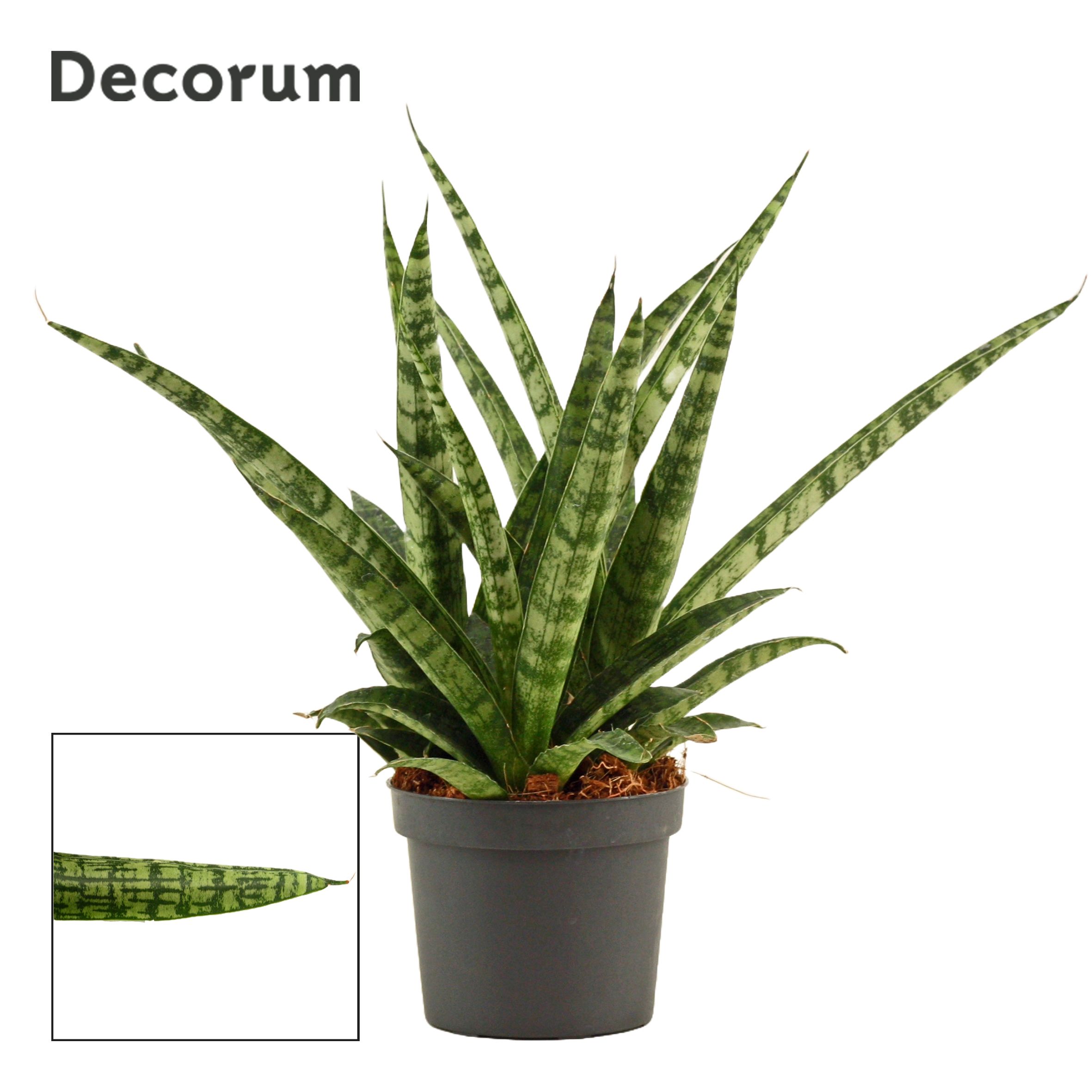Sansevieria Silver steel 9 cm (Decorum), D 9 cm Sansevieria Silver steel 9 cm (Decorum), D 9 cm