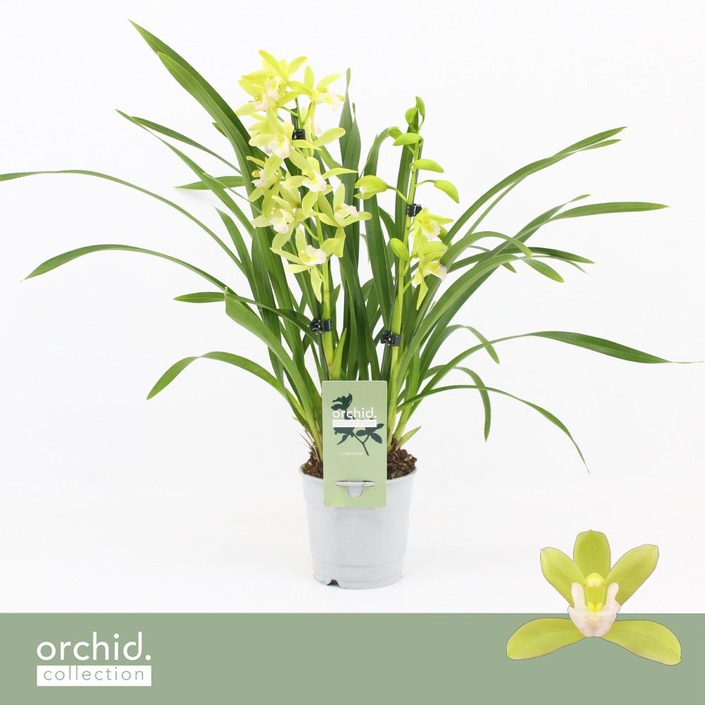 Cymbidium, Mint Source 2-spike 'Orchid Collection', D 12