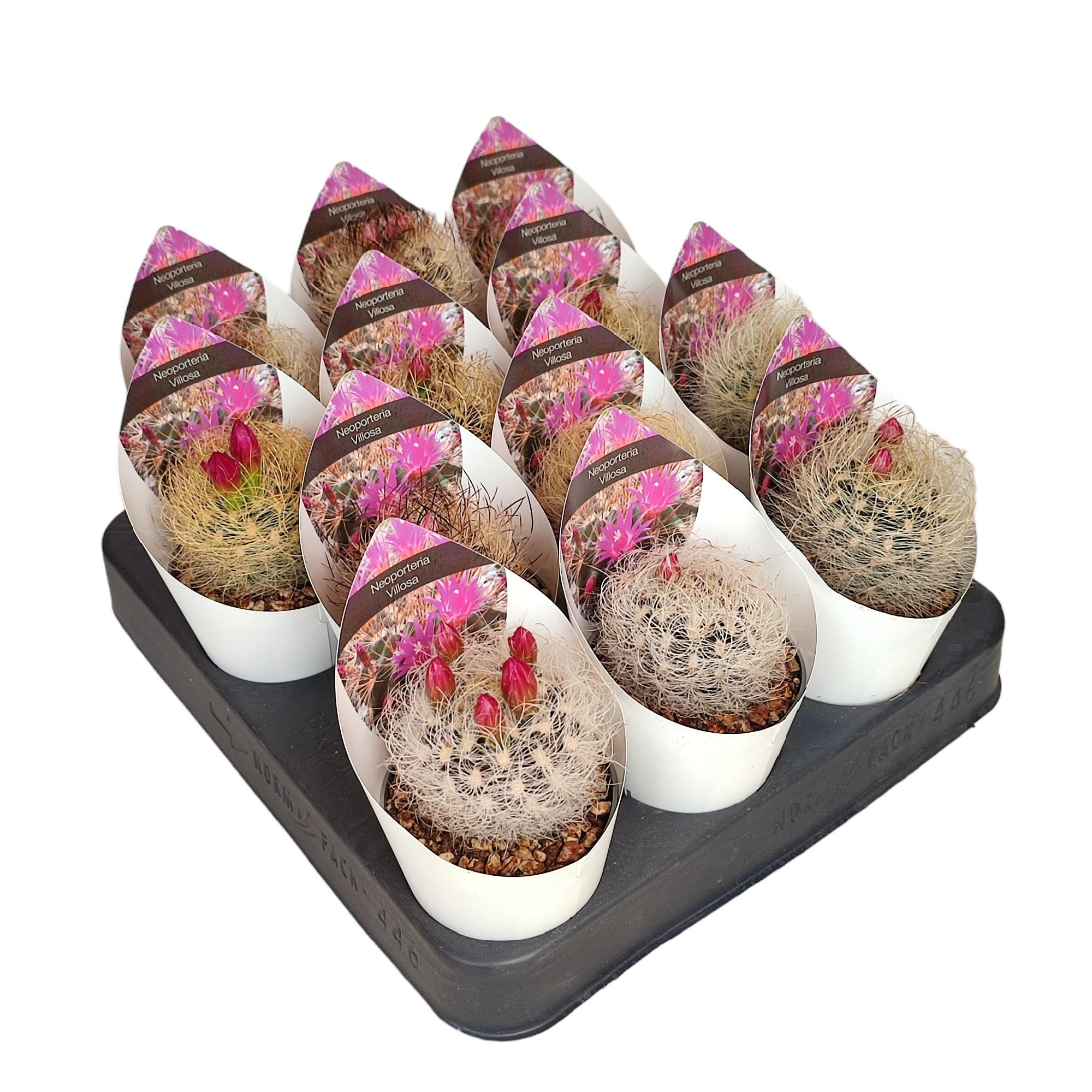 NEOPORTERIA VILLOSA - POT Ø 6,5 WITH POTCOVER (CACTUS), D 6,5 cm