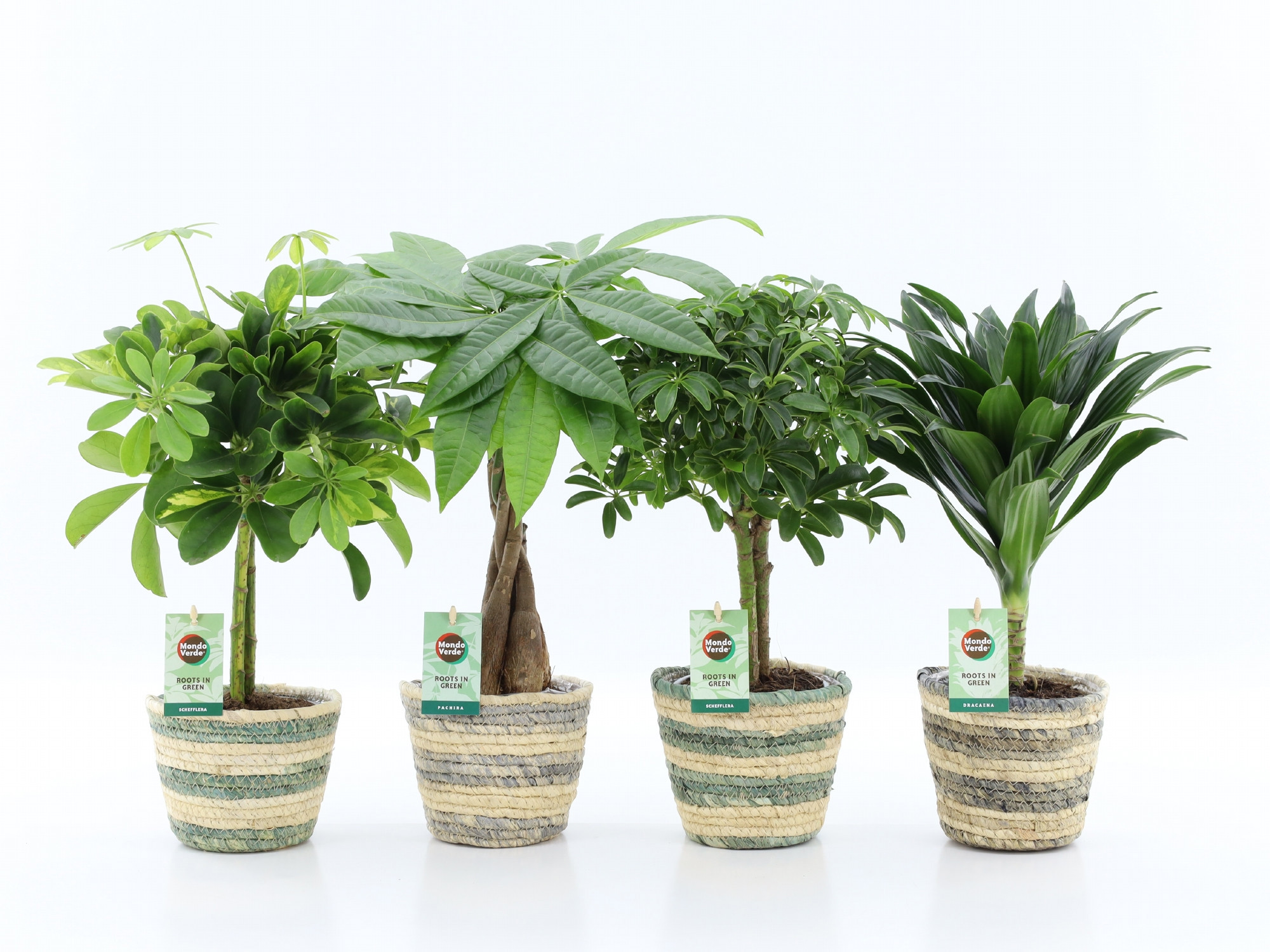 Stammenmix in Noah Lines, D 14