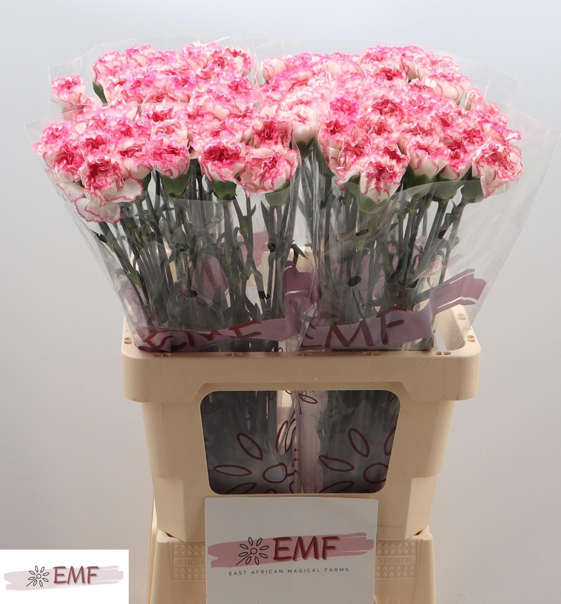 Диантус од. Комачи, шт.