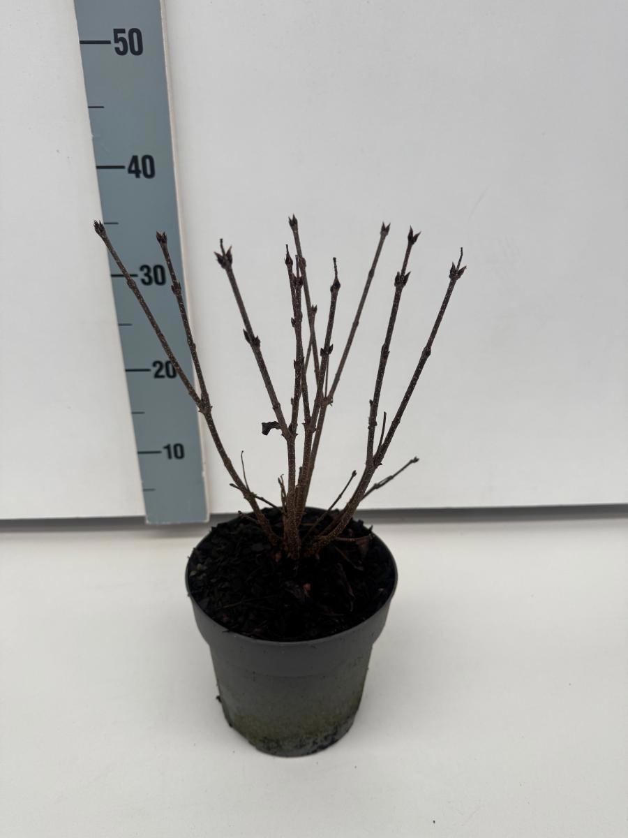 Syringa patula 'Miss Kim', D 17