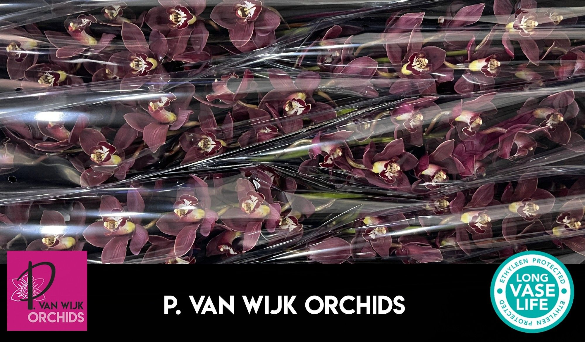 Цимбидиум Привайн x6 80, шт.