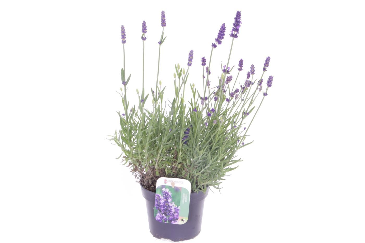 Lavandula Spear Blue, D 13 cm