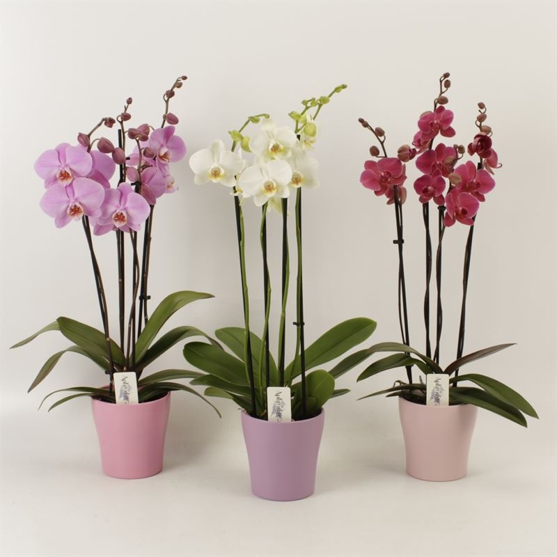 Phalaenopsis gemengd 4 tak gemengd in pastel Valentijn keramiek, D 12