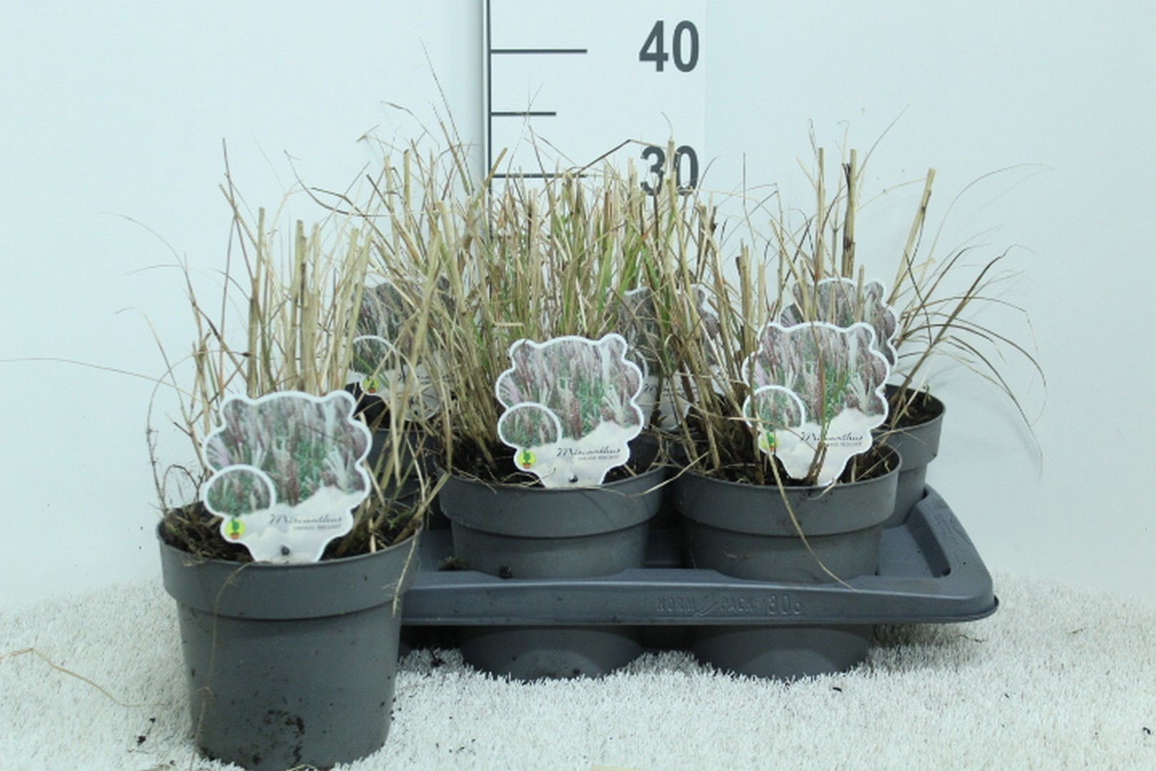 Miscanthus sinens 'Red Chief' P17, D 17