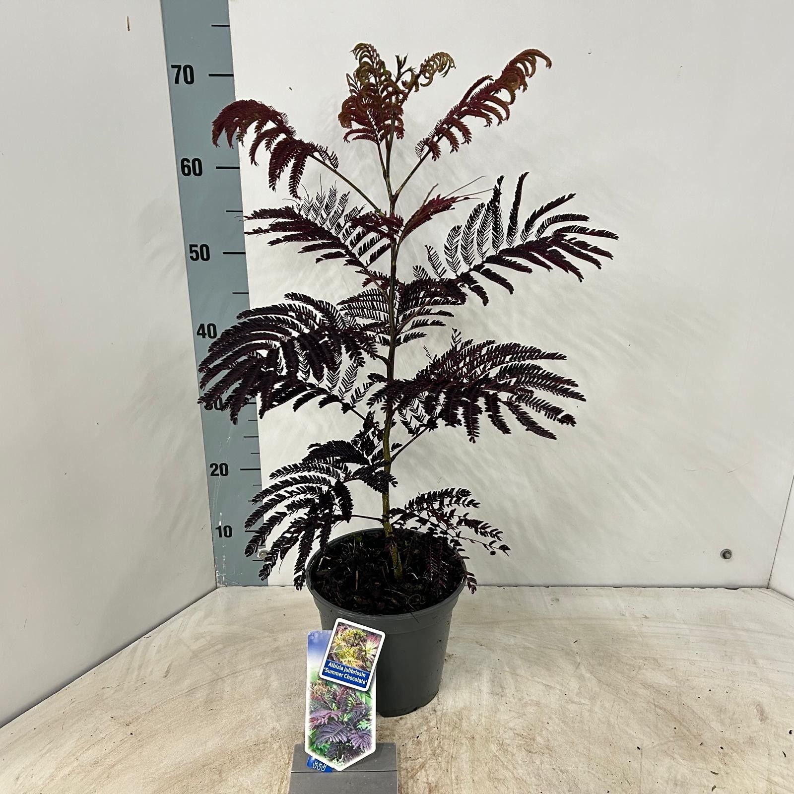 Albizia julibrissin 'Summer Chocolate' PBR, D 19