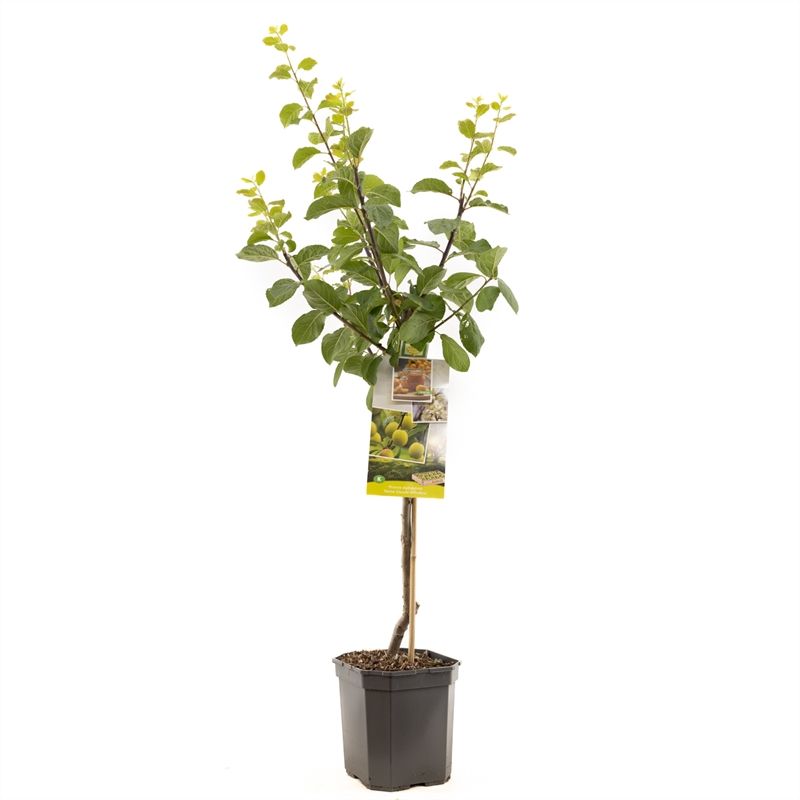 Prunus dom. R-Cl. d'Oullins laag Gele pruim, D 24