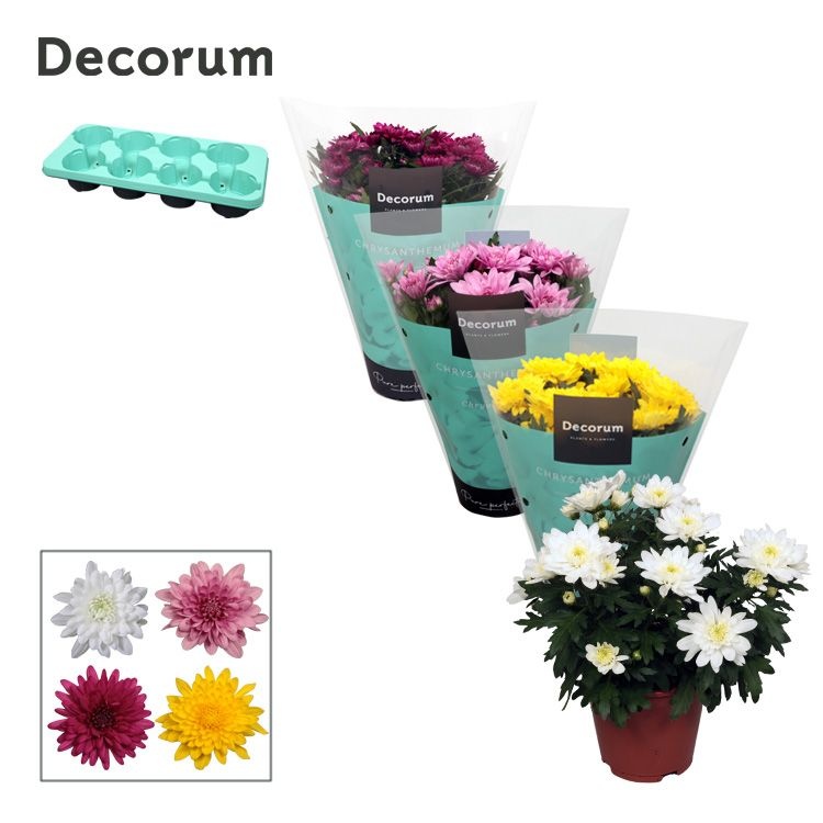 Chrysanne® Grandezza Mix, D 13 cm Chrysanne® Grandezza Mix, D 13 cm