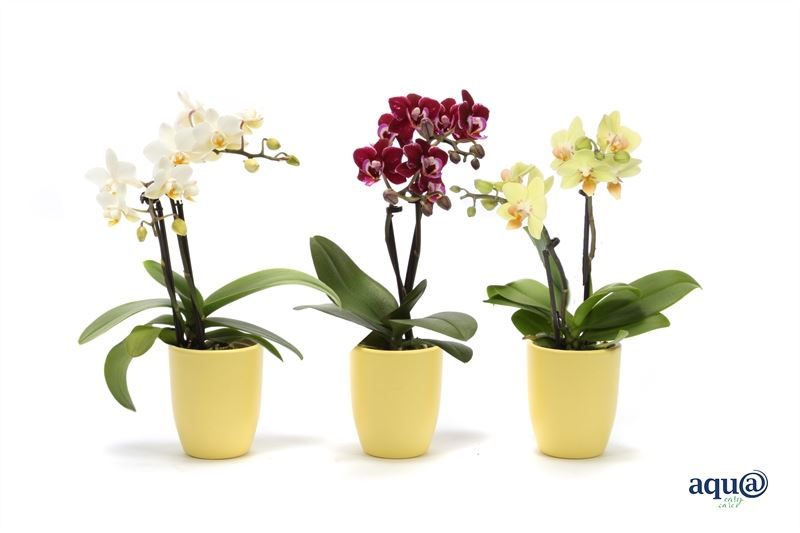 Hugo p06 citrus Phal Tiny Dolls mix 2T10+ Aqu@, D 6