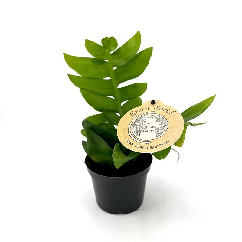 EPIPHYLLUM ANGULIGER, D 12