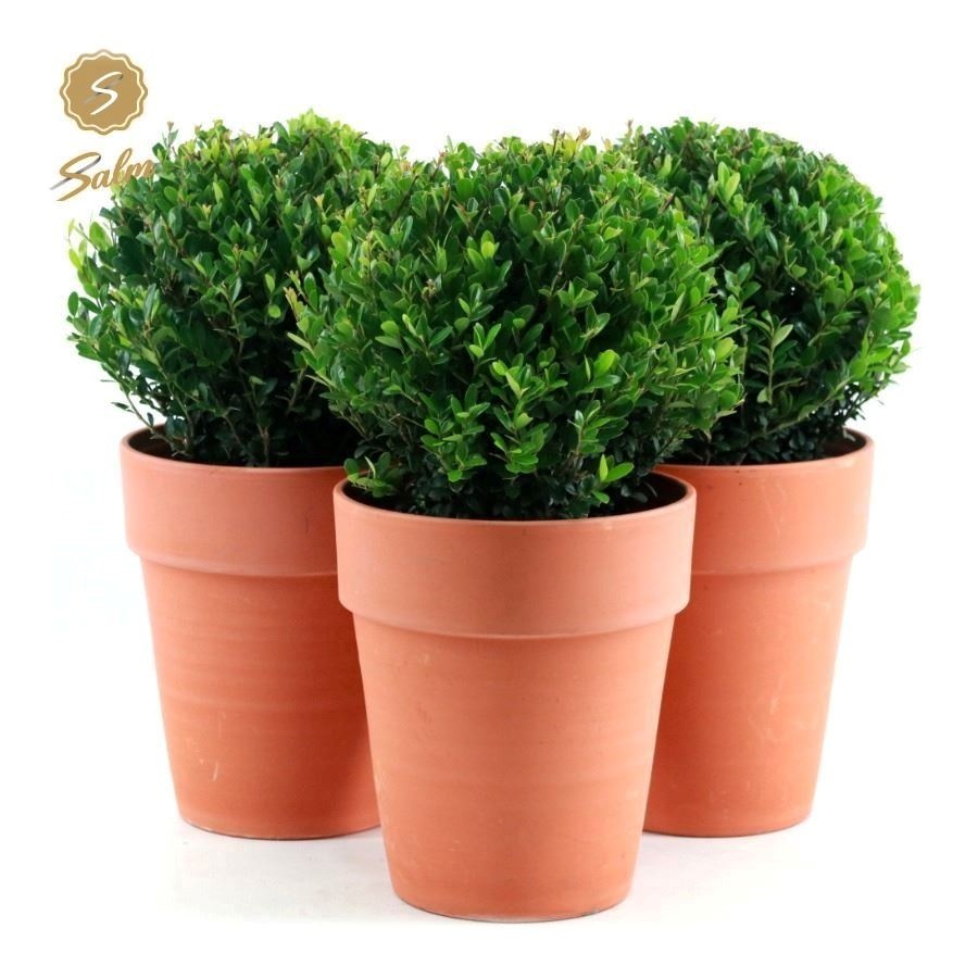 Ilex crenata 'Jenny'® Ball Ø20cm P17 in Ceramic Terracotta, D 19 cm