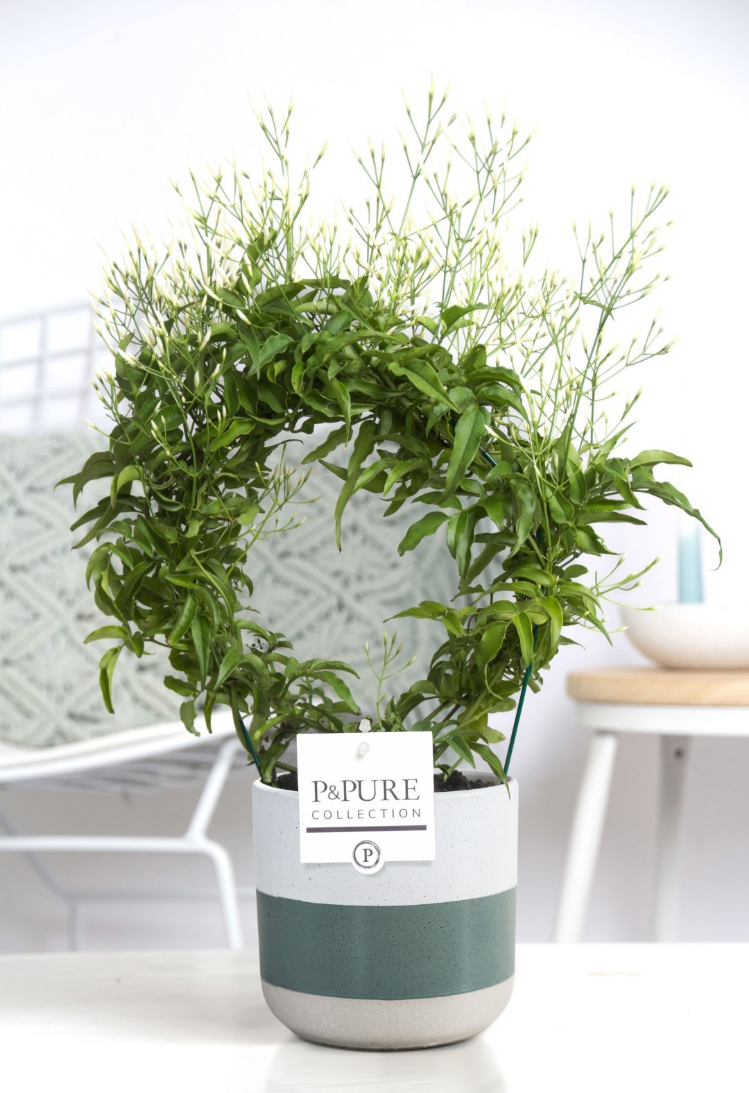 Jasminum Poly. ( 200+ knop) in P&PURE Lauren ceramics, D 12