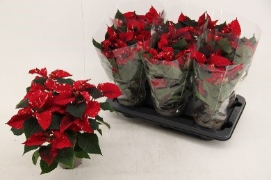 844 REJK : Kerstster Pot 13 cm POINTSETTIA Fantasy Star, D 13
