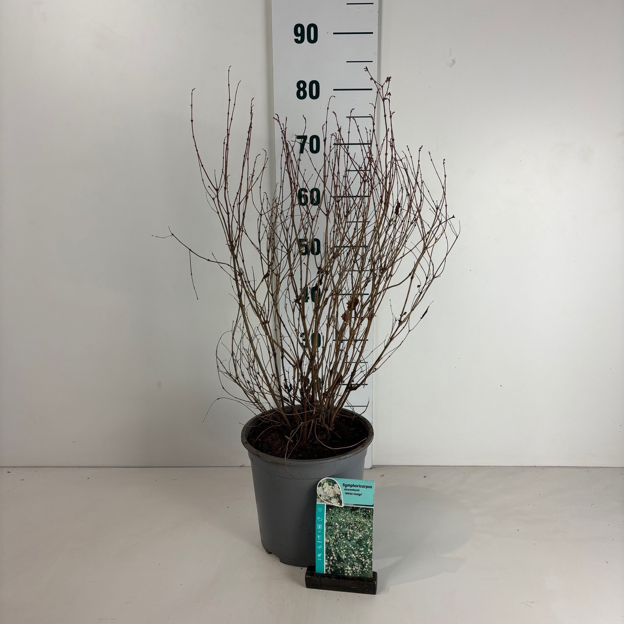 Symphoricarpos doorenbosii White Hedge, D 24