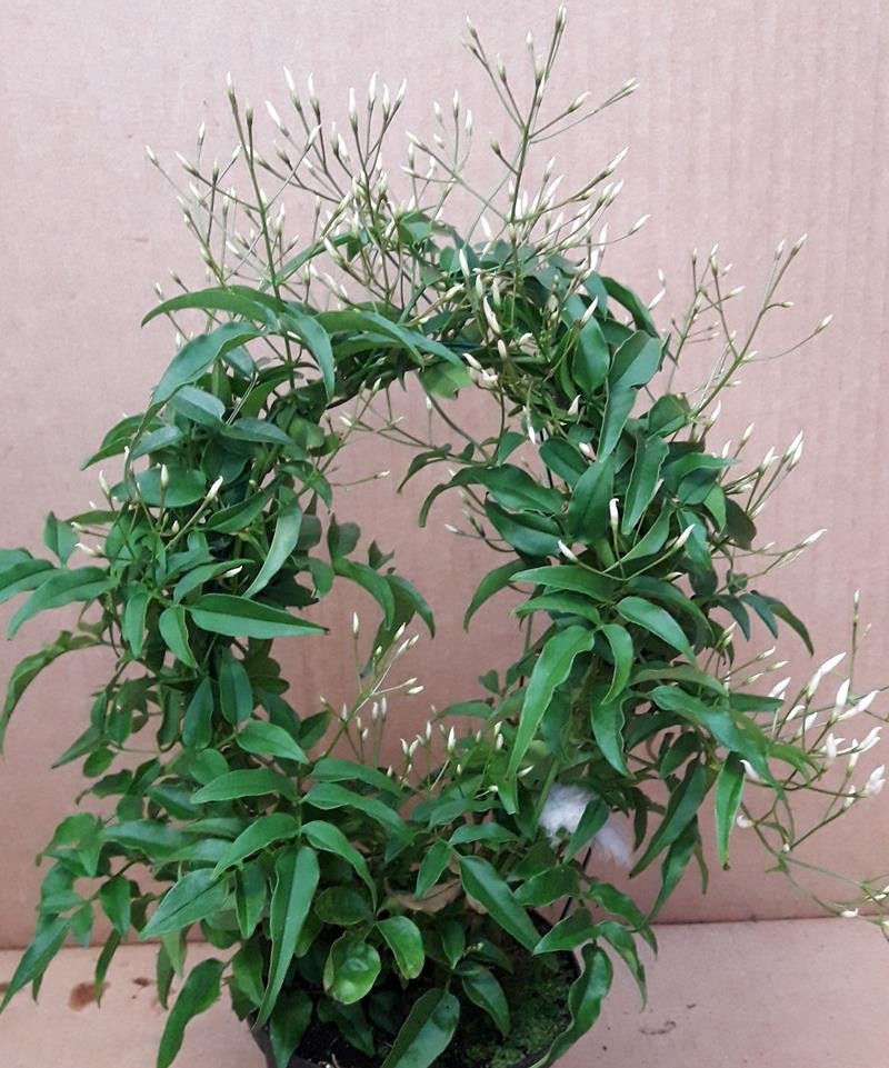 JASMINUM POLYANTHUM, D 11