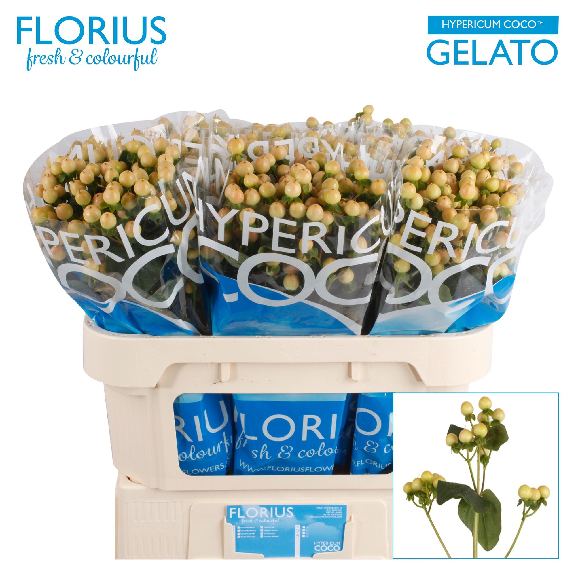 Гипперикум Коко Джелато 70, шт.