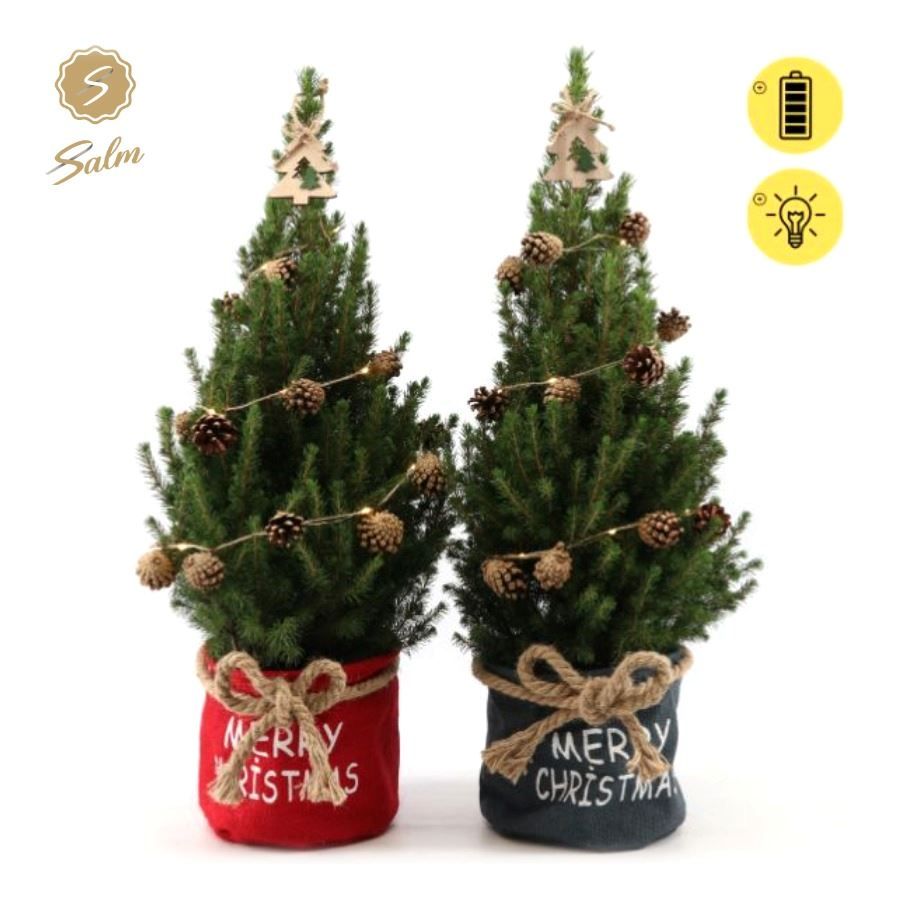 Picea gl. 'December'® P19 in Bag X-mas Duo + Pine-Cone Light + Tree on Loop, D 21 cm