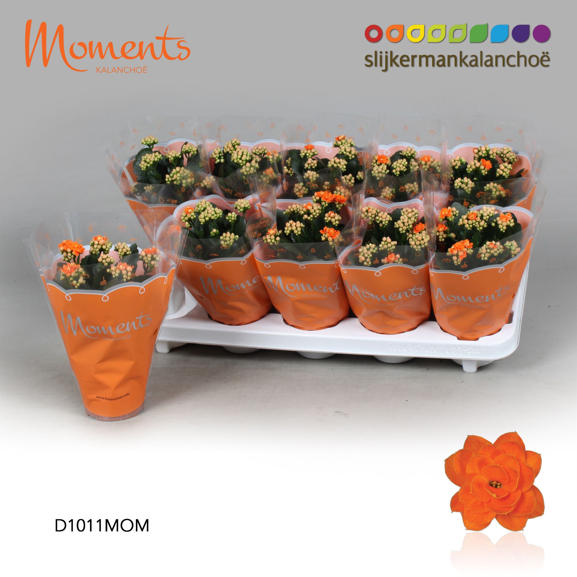 Kalanchoe Moments - Orange, D 10,5