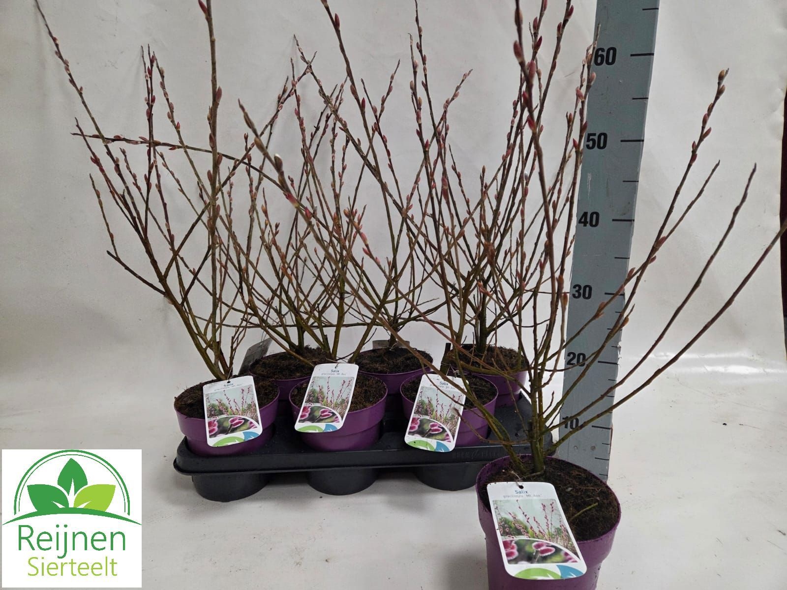 Salix Mount Aso struik tray /15 cm, D 15