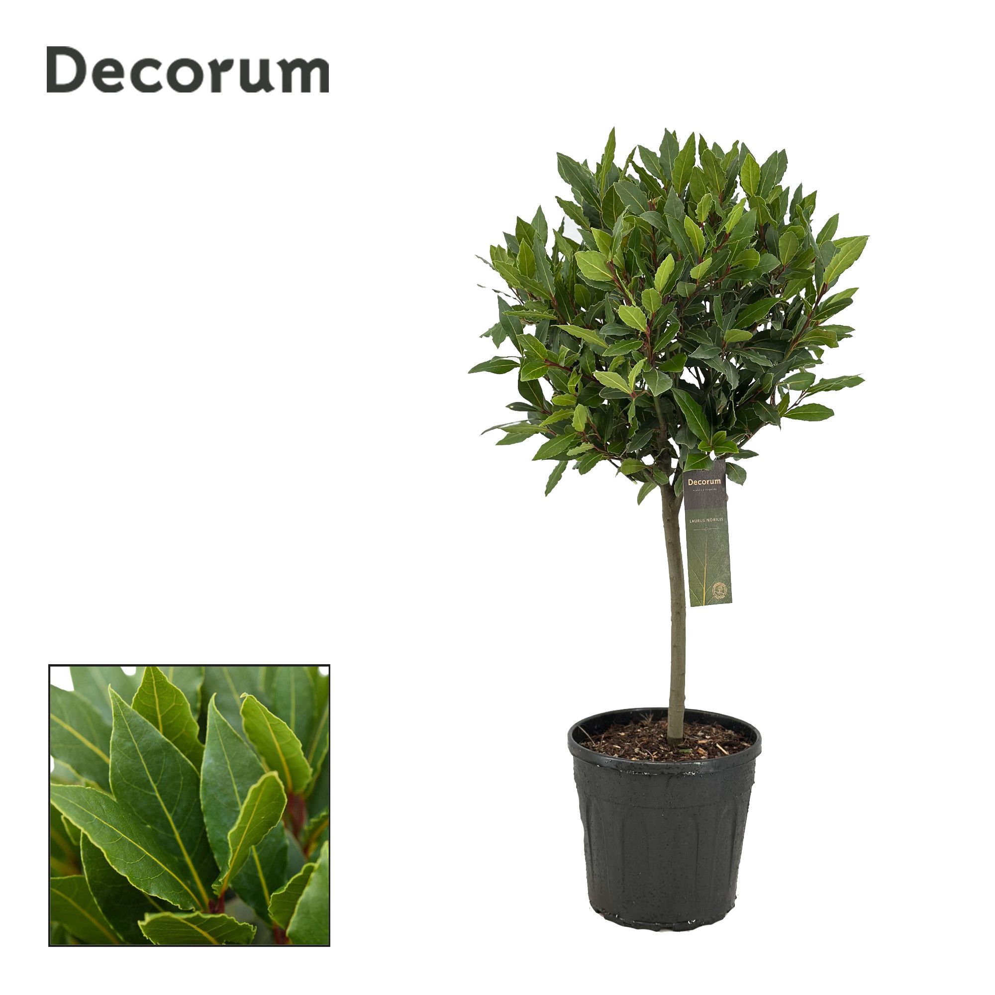 Laurus nobilis Bol op stam, D 25