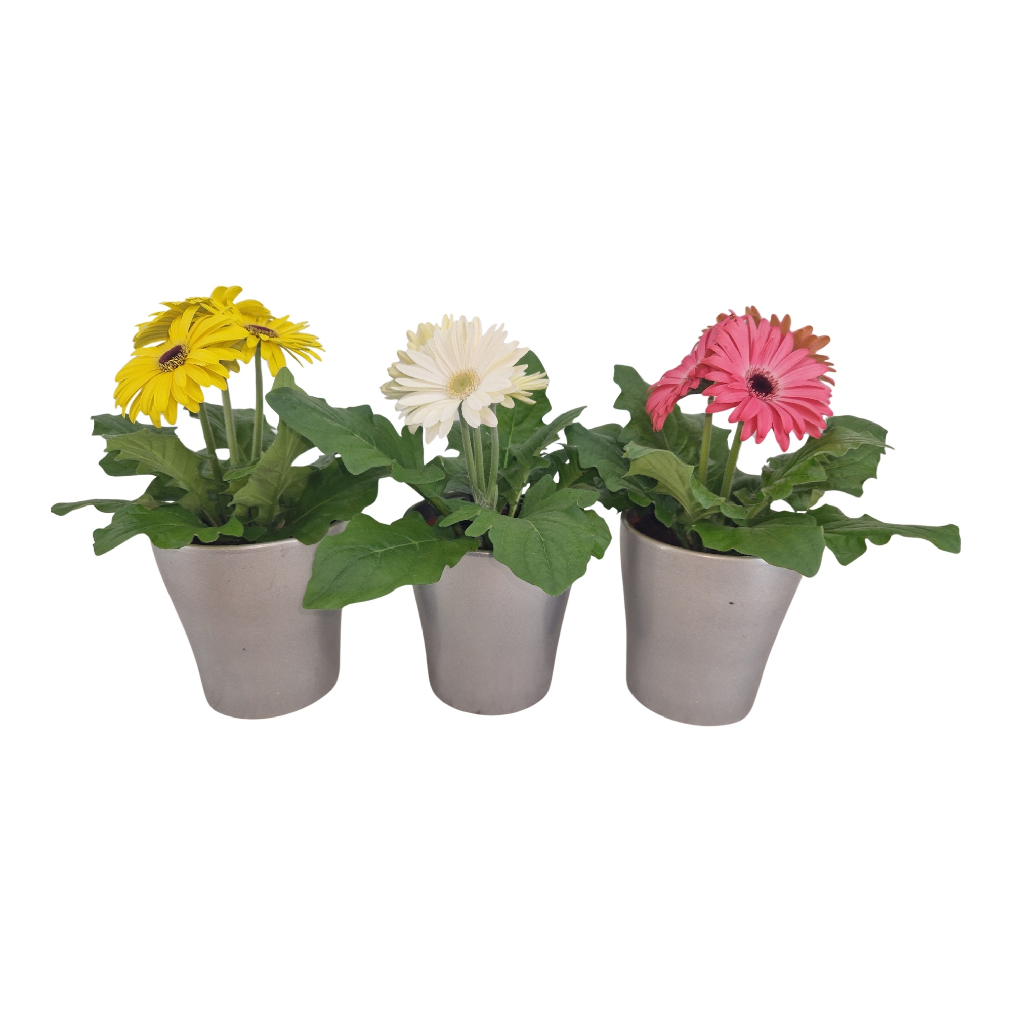 Gerbera 2+ bl in stefanie zilver keramiek, D 12