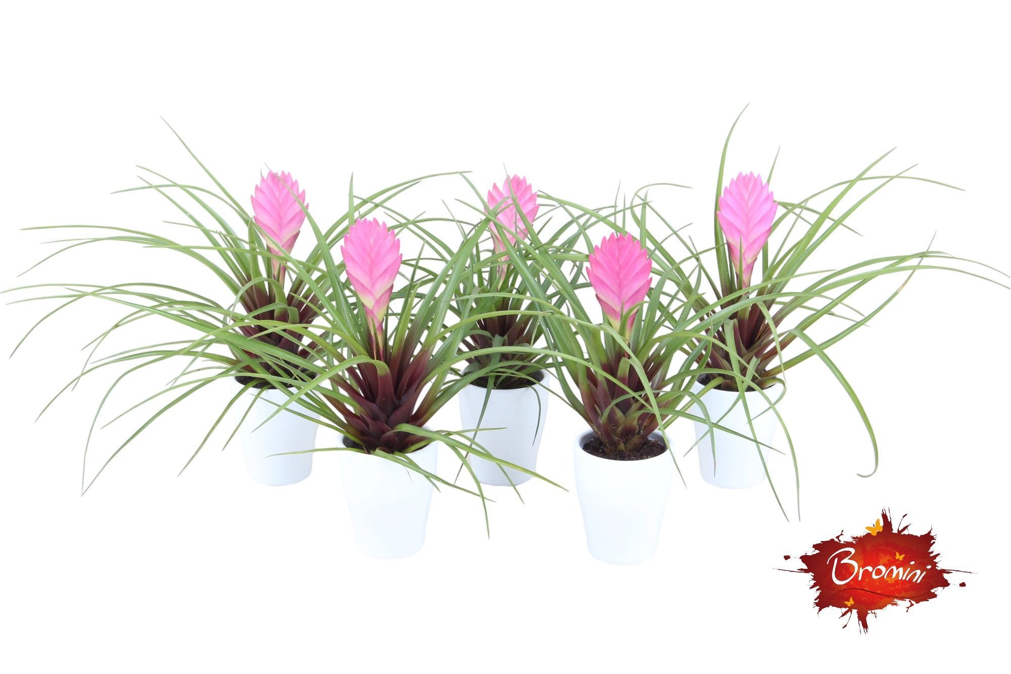 Tillandsia Cyanea in Wit keramiek, D 7
