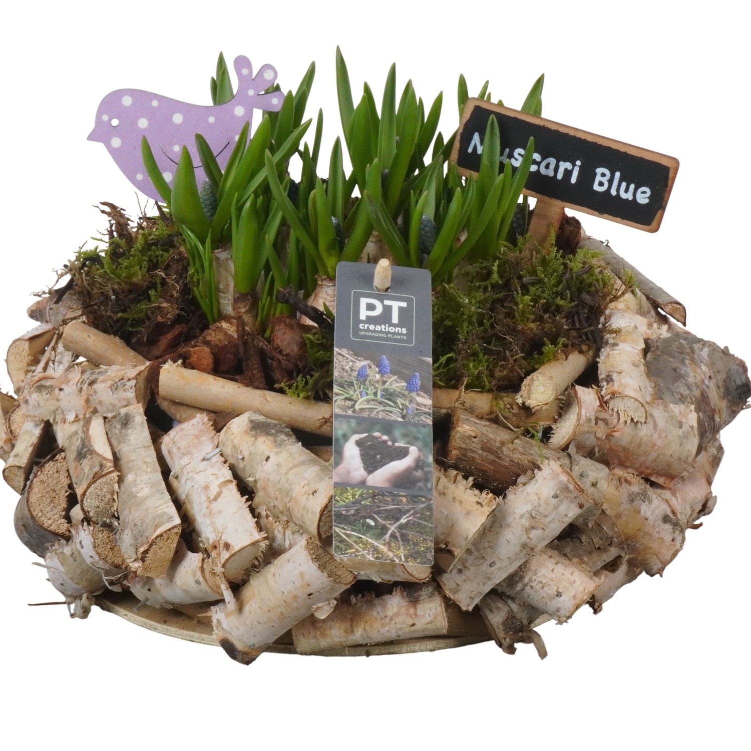 PTMB6280 Arrangement Muscari Blue in hout pot, D 23