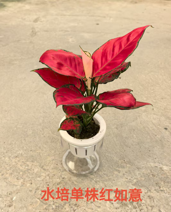 Аглаонема Гидропоник Сингл Ред Руйи 11 28