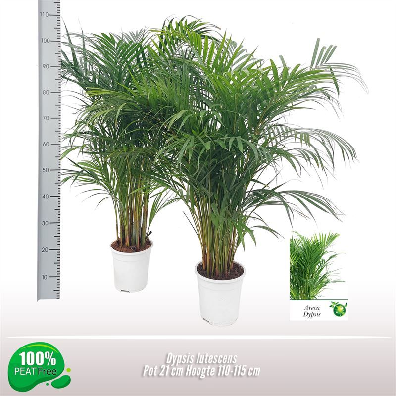 Dypsis lutescens, D 21