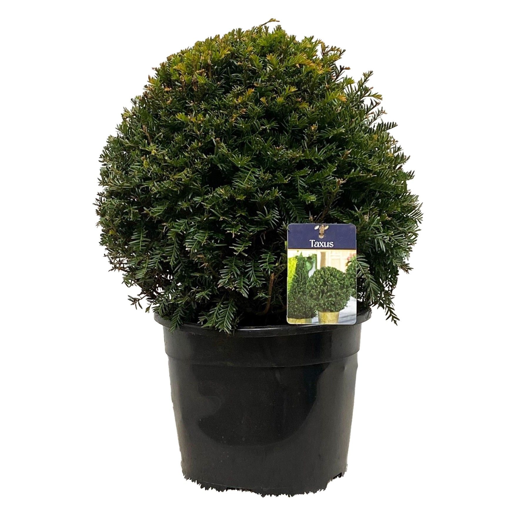 Taxus baccata Bol 40-45 cm c12/p31, D 31 cm