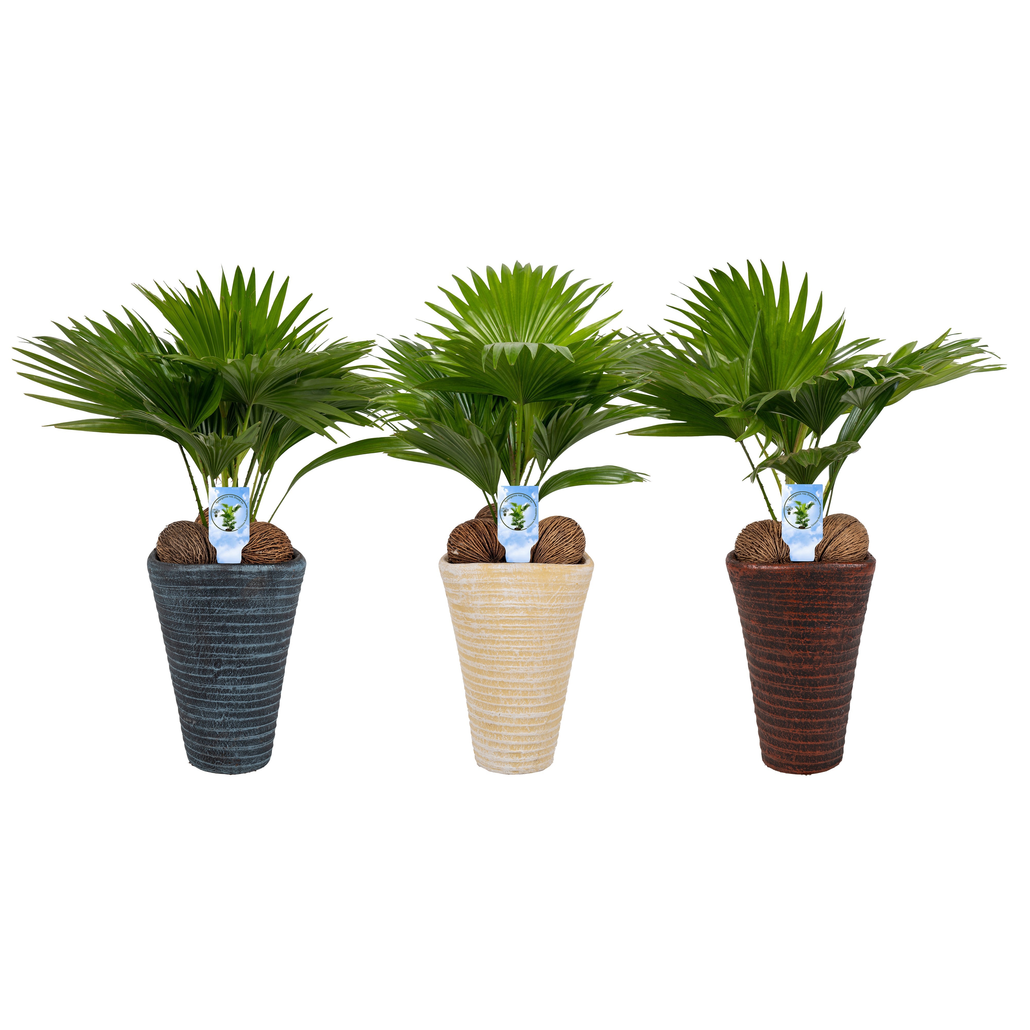 Livistona rotundifolia11 s Asp Mix pot, D 16