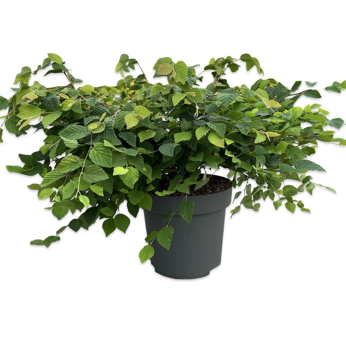 Corylopsis pauciflora, D 32 cm