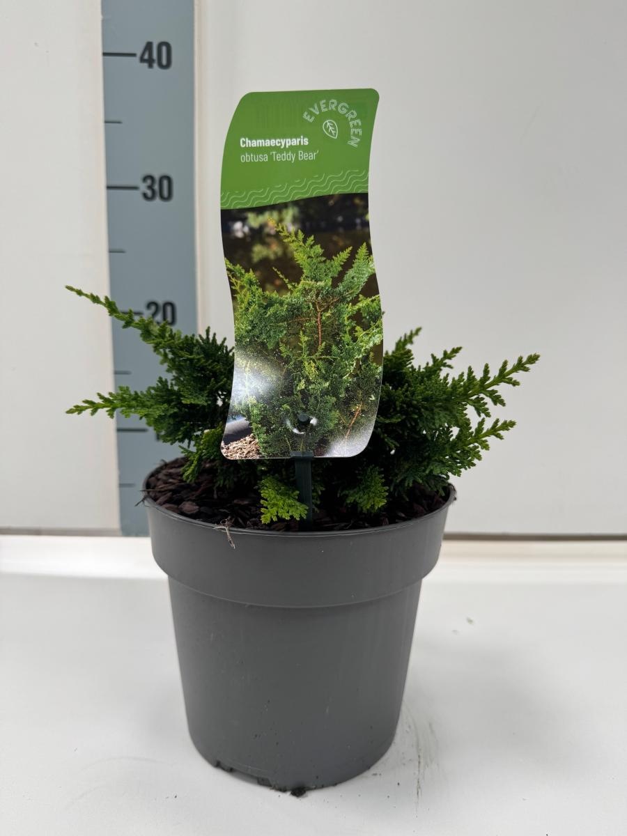 Chamaecyparis o. 'Teddy Bear', D 17